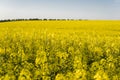 Endless rapeseed field. field. Yellow rapeseed fields and blue sky with clouds in sunny weather. Agriculture. Royalty Free Stock Photo
