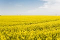 Endless rapeseed field. field. Yellow rapeseed fields and blue sky with clouds in sunny weather. Agriculture. Royalty Free Stock Photo