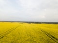 Endless rapeseed field. field. Yellow rapeseed fields and blue sky with clouds in sunny weather. Agriculture. Royalty Free Stock Photo