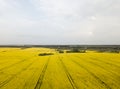 Endless rapeseed field. field. Yellow rapeseed fields and blue sky with clouds in sunny weather. Agriculture. Royalty Free Stock Photo