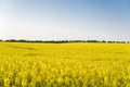 Endless rapeseed field. field. Yellow rapeseed fields and blue sky with clouds in sunny weather. Agriculture. Royalty Free Stock Photo