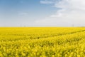 Endless rapeseed field. field. Yellow rapeseed fields and blue sky with clouds in sunny weather. Agriculture. Royalty Free Stock Photo