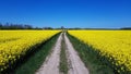 Endless rapeseed fields blooming with yellow flowers against the background of a cloudless blue sky Royalty Free Stock Photo