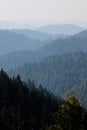 Endless Redwood Forest in Northern California Royalty Free Stock Photo