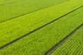 Endless Rice Fields Royalty Free Stock Photo