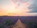 Endless rows of blooming lavender flowers in a scented field of Valensole village Royalty Free Stock Photo