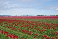 Vast field of blooming red tulips stretching to the horizon with blue sky and clouds overhead Royalty Free Stock Photo