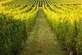 Endless rows in a vineyard Royalty Free Stock Photo