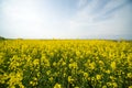 Endless sky and boundless field of flowering in Bulgaria Royalty Free Stock Photo