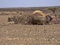 Endless slums of Somalis, living in utter poverty and despair. Afar Province, Ethiopia Royalty Free Stock Photo