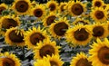 Endless sunflower field, blooming sunflower close-up Royalty Free Stock Photo