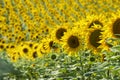 Endless sunflower field in Ukraine Royalty Free Stock Photo