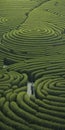 Endless Tea Field A Disturbingly Whimsical Journey Through Symmetrical Mazes