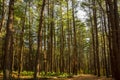 Trail through White Pine Forest