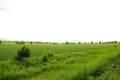 Endless uncultivated fields in the valley with rare bushes