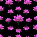 Endless vector pattern of blooming lotuses. Pink water Lily. Plants on a black background.