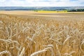 Endless view of gold ripe wheat field with closeup ears and sky with clouds. Natural view of organic wheat Royalty Free Stock Photo