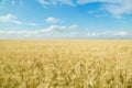 Endless wheat field. Beautiful landscape Royalty Free Stock Photo