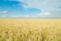 Endless wheat field. Beautiful landscape Royalty Free Stock Photo