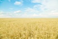 Endless wheat field. Beautiful landscape Royalty Free Stock Photo