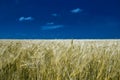 The endless wheat field Royalty Free Stock Photo