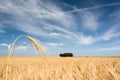 Endless wheat field Royalty Free Stock Photo