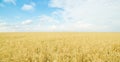 Endless wheat field. Panoramic landscape Royalty Free Stock Photo