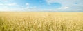 Endless wheat field. Panoramic landscape Royalty Free Stock Photo