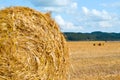 Endless wheat field in Russia Royalty Free Stock Photo