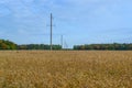 Endless wheat field in Russia Royalty Free Stock Photo