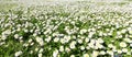 endless of white little daisies blooming on the green meadow in spring Royalty Free Stock Photo