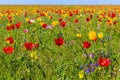 Endless wild fields of tulips