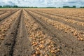 Endlessly long rows of harvested onions drying