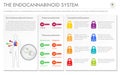 The Endocananbinoid System horizontal business infographic Complete Royalty Free Stock Photo