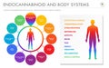 Endocannabinoid and Body Systems horizontal business infographic Royalty Free Stock Photo