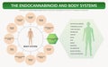 Endocannabinoid and Body Systems horizontal textbook infographic Royalty Free Stock Photo