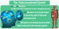 The Endocannabinoid System background.Vector illustration