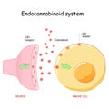 Endocannabinoid system. medical cannabis