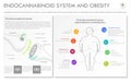 Endocannabinoid System and Obesity horizontal business infographic Complete