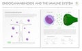 Endocannabinoids and the Immune System horizontal business infographic Royalty Free Stock Photo