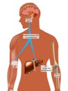 Endocrine control of growth. Growth hormone GH or somatotropin. IGF-1, Insulin-like growth factor 1.