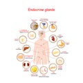 Endocrine glands and hormones