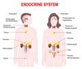 Endocrine system Royalty Free Stock Photo