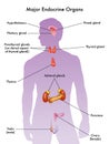 Endocrine system