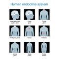 Endocrine system. monochrome flat vector illustration like X-ray image Royalty Free Stock Photo