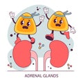 Endocrine system organ. Human gland function. Adrenal gland. Human Royalty Free Stock Photo