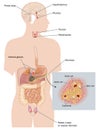 The endocrine system