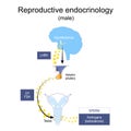 Endocrine system of reproduction and fertility Royalty Free Stock Photo