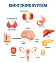 Endocrine system vector illustration. Inner hormonal organ educational scheme Royalty Free Stock Photo