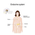 Endocrine system. for woman. Closeup of endocrine glands in a brain Royalty Free Stock Photo